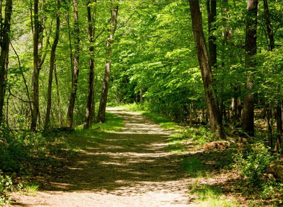 Wald komprimiert